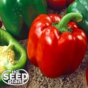 Keystone Resistant Sweet Bell Pepper Seeds 150 SEEDS NON-GMO