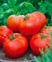 Jersey Boy Hybrid Tomato 150 Seeds #1882 Item Upc#650348692131