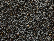 Unwashed Afghan Blue Poppy Seeds(giganteum Papaver Somniferum) 10 Full Pounds