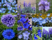 Wildflower Seeds Best of the Blues 1000 seeds. Annuals & Perennials, for many years of blooms! *Plus a FREE Wildflower gift!