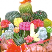 juliascats 1 Bag 10 Seeds Mixture Of Cactus Flower Color Plant