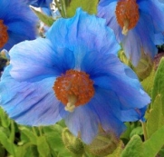 250+ Himalayan Blue Dutch Poppy Seeds / Currently Buy One Get One Free/ Free Shipping