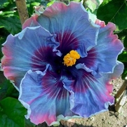 10+ Dinnerplate Hibiscus/ Perennial Flower Seed/ Easy to Grow/ Huge 10-12 Inch Flowers/ Fairy Dust