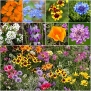 Package of 3,000 Seeds, Low Growing Wildflower Mixture (100% Pure Live Seed) Non-GMO Seeds by Seed Needs