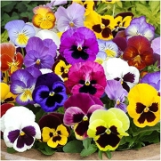 Package of 600 Seeds, Pansy Swiss Giants Mixture (Viola wittrockiana) Non-GMO Seeds by Seed Needs