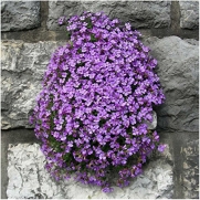 Package of 1,200 Seeds, Purple Rockcress Groundcover (Aubrieta deltoidea) Non-GMO Seeds by Seed Needs
