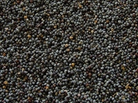 Unwashed Afghan Blue Poppy Seeds(giganteum Papaver Somniferum) 5 Full Pounds