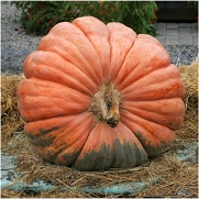 Package of 10 Seeds, Atlantic Giant Pumpkin (Cucurbita maxima) Non-GMO Seeds by Seed Needs