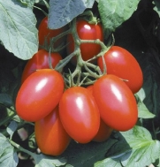 Tomato Plum Juliet DGS707 (Red) 25 Hybrid Seeds by David's Garden Seeds