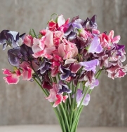Flower Sweet Pea Spencer Ripple Formula Mix D1807 (Multi Colored) 50 Open Pollinated Seeds by David's Garden Seeds