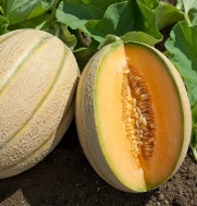 Melon Wrangler D158 (Orange) 25 Hybrid Seeds by David's Garden Seeds