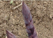 SD0360 Rare Purple Asparagus Vegetable Seeds, High Yielding Vegetable Seeds, Non-Genetically Modified Seeds (26 Seeds)