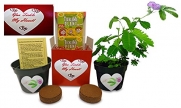 Valentine's Day Gift Plant Idea -You Tickle My Heart Tickleme Plant Gift Box -Share Growing the Tickleme Plant That CLOSES ITS LEAVES When Tickled or When Blown a Kiss! Adult Plants Produce Pink Flowers!