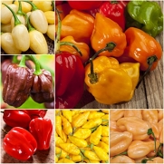 Package of 50 Seeds, Habanero Pepper Rainbow Blend (Capsicum chinense) Non-GMO Seeds by Seed Needs