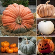 Package of 50 Seeds, Spooky Pumpkin Mixture (Cucurbita pepo / maxima) Non-GMO Seeds by Seed Needs