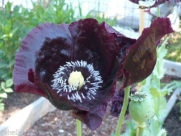 Ultra Rare! Papaver Somniferum Huge Rare Black Night Poppy Seeds