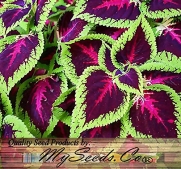 200 x Coleus blumei Rainbow Mix FLOWER SEEDS - BRIGHT LIVELY COLORS - spirit of victorian garden - By MySeeds.Co