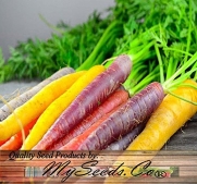 350 x Organic Rainbow Mix Carrot Seeds - Atomic Red, Bambino Orange, Cosmic Purple, Lunar White and Solar Yellow - By MySeeds.Co