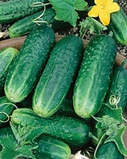 Carolina F1 Hybrid Cucumber 30 Seeds Heavy Bearing Extremely Disease Resistant