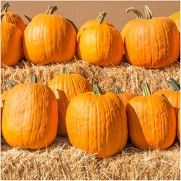 Package of 100 Seeds, Connecticut Fields Pumpkin (Cucurbita pepo) Non-GMO Seeds by Seed Needs
