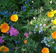 Partial Shade Wildflowers - 25 Varieties and Annual and Perennial Flowering Plants