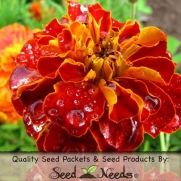 200 Flower Seeds, French Marigold Sparky Mixture (Tagetes patula) Packaged By Seed Needs