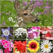 Bulk Package of 30,000 Seeds, Deer Resistant Wildflower Mixture (100% Pure Live Seed) Non-GMO Seeds by Seed Needs ...