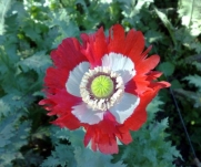 Poppies-Danish Flag Afghan Poppy Seeds 500+ Papaver Somniferum Fringed petals with a pure white cross, make a spectacular display