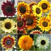 Package of 250 Seeds, Sunflower Crazy Mixture (10+ Varieties) Non-GMO Seeds by Seed Needs