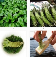100pcs/lot Wasabi Seeds, Japanese Horseradish Seed Vegetable Seeds Bonsai Plant DIY Home Garden Plants