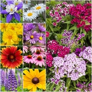 Package of 30,000 Seeds, Perennial Wildflower Mixture (100% Pure Live Seed) Non-GMO Seeds by Seed Needs