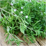 Package of 500 Seeds, Summer Savory Herb (Satureja hortensis) Non-GMO Seeds By Seed Needs
