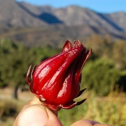 Organic Hibiscus sabdariffa / Roselle Seeds: Non-GMO, Certified Organic Heirloom Seed Packet