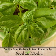 200 Herb Seeds, Sweet Basil (Ocimum basilicum) Seeds by Seed Needs