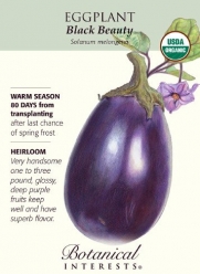 Eggplant Black Beauty Certified Organic Heirloom Seeds 75 Seeds