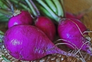 Purple Plum Radish Seeds - 5 gram - Heirloom