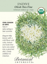Olesh Tres Fine Endive Seeds - .50 grams - Organic