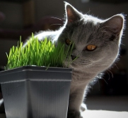 Catgrass (Sweet Oats for Cats) 900 Seeds - Herb