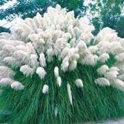 White Pampas Grass 200 Seeds - Cortaderia
