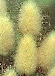 Bunny Tails Ornamental Grass - 20 Seeds, 250 mg