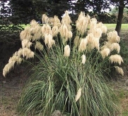 Silver Plume Pampas Grass 100 Seeds - Cortaderia