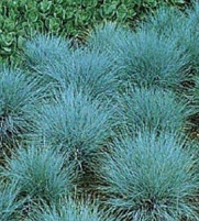 Blue Fescue Ornamental Grass 100 Seeds Perennial
