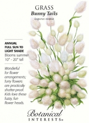 Grass Bunny Tails Seeds
