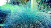 Blue Eros Love Grass 15 Seeds - Eragrostis - NEW
