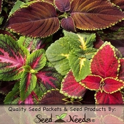 250 Seeds, Coleus Rainbow Mixture (Coleus blumei) Seeds By Seed Needs