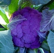 Purple Cauliflower 40 Seeds -LOW CARB!- Veggie