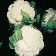 Gipsy F1 Hybrid Cauliflower Seeds - 80 mg