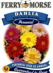 Ferry-Morse 1042 Dahlia Perennial Flower Seeds, Unwin's Dwarf Mixed Colors (575 Milligram Packet)