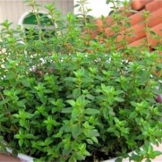 Mosquito Repelling Creeping Lemon Thyme Plant Seed - - 1000 Grains