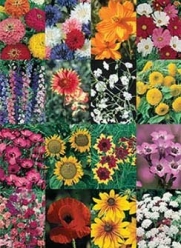 Wildflower Seed Mix Cut Flower DGS30027A (Multi Colors) 1000 Seeds by David's Garden Seeds